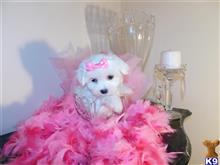 maltese puppy posted by Elegant Babies